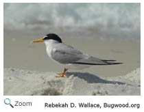 Least Tern