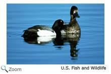 Lesser Scaup