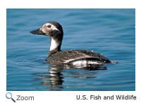 Long-tailed Duck