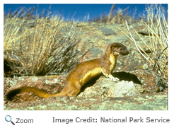 Long-tailed Weasel