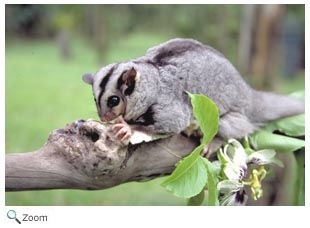 Mahogany Glider 