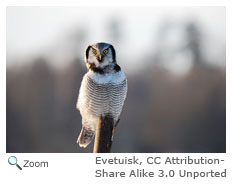 Northern Hawk Owl