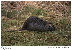 Nutria