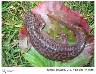 Pacific Giant Salamander