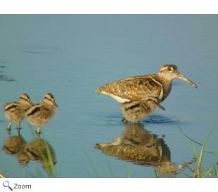 Greater Painted Snipe