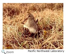 Pectoral Sandpiper