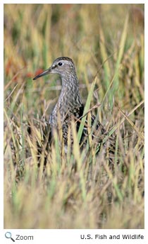 Pectoral Sandpiper