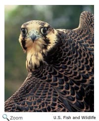 Peregrine Falcon