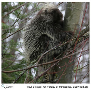 North American Porcupine