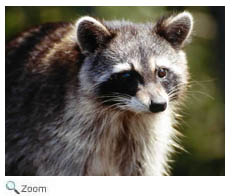 raccoon