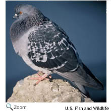 Rock Dove