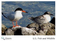 Roseate Tern