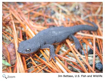 Rough Skinned Newt