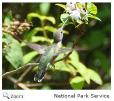 Ruby-throated Hummingbird