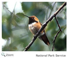 Rufous Hummingbird