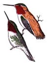 rufous hummingbird