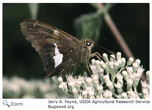 Silver Spotted Skipper