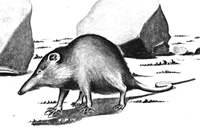 solenodon