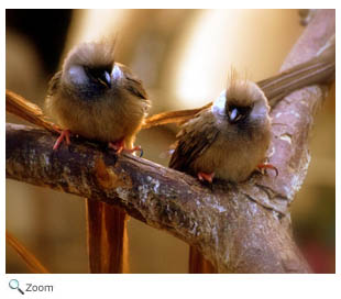 Speckled Mousebird