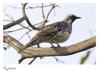 spottedquailthrush