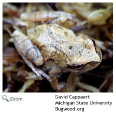 Spring Peeper