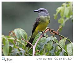 tropical kingbird