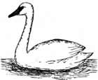 Tundra Swan