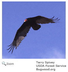 Turkey Vulture