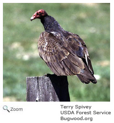 Turkey Vulture