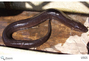 two toed amphiuma