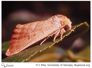 Walnut Moth