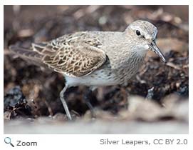 White-rumped Sandpiper