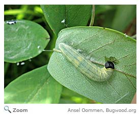 wild indigo duskywing