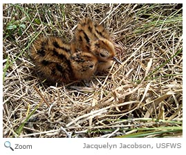 Wilson's Phalarope