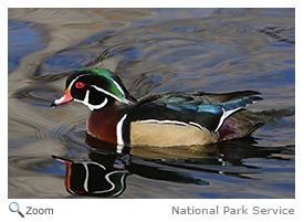 Wood Duck