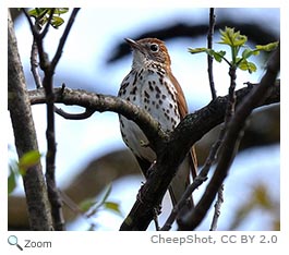 Wood Thrush