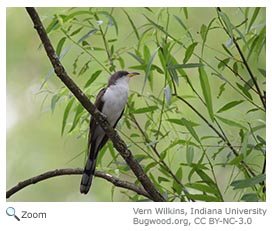 Yellow-billed Cuckoo