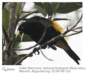 Yellow-rumped Cacique