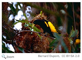 Yellow-rumped Cacique