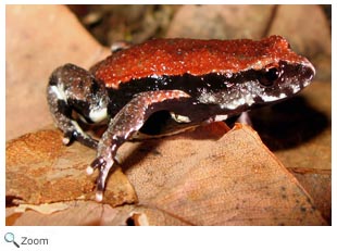 Red-backed toadlet